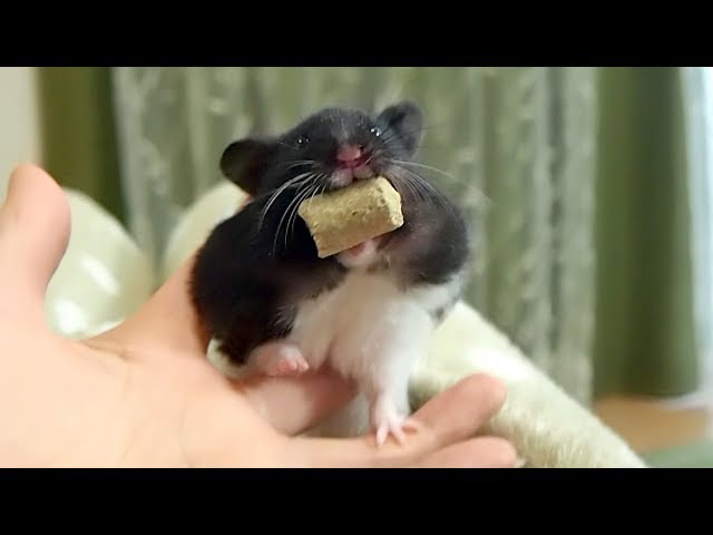 ペレットを運ぶときのお口が可愛すぎる！おもしろ可愛い癒しハムスターThe mouth of Funny hamster carrying pellets is too cute!