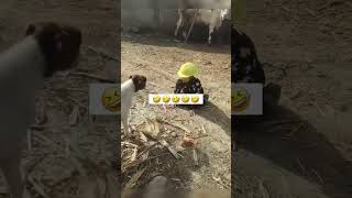 Goat and baby boy fight entertainment video