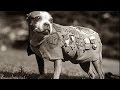 view Amazing Archival Footage of Parachuting Military Dogs digital asset number 1