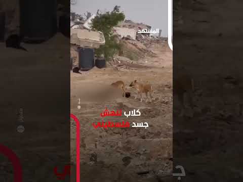 فيديو متداول ي ظهر جنودا إسرائيليين وهم يراقبون كلابا تنهش جسد فلسطيني