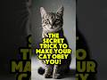 The Secret Trick to Make Your Cat Obey You! #catbehavior #cattips #catlover #pettraining #shorts