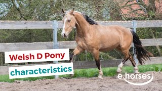 Welsh D Pony | characteristics, origin & disciplines