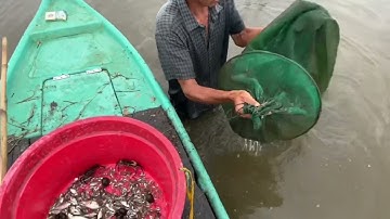 Đi thăm lợp tép thất bại, ai ngờ qua dớn trúng mánh lớn! | Ba Chó Đồng Quê