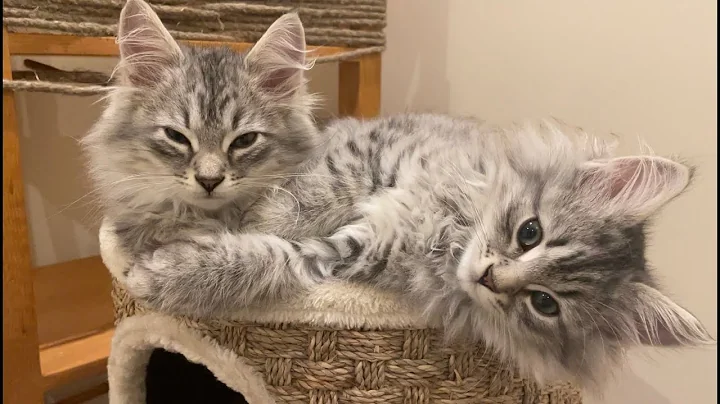 Watch the video about Two silver Siberian forest kittens on their first night home