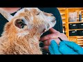 We go Dr. Pimple Popper on our GOAT