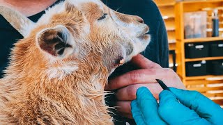 We go Dr. Pimple Popper on our GOAT