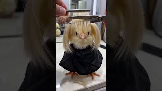 corte de plumaje