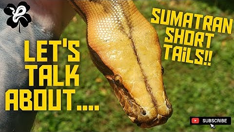 Sumatran Short Tail Pythons!! The AMAZING Python Curtus!!