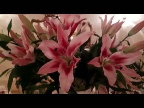 breakfast party #satisfying #asmr #satisfyingvideo #viral