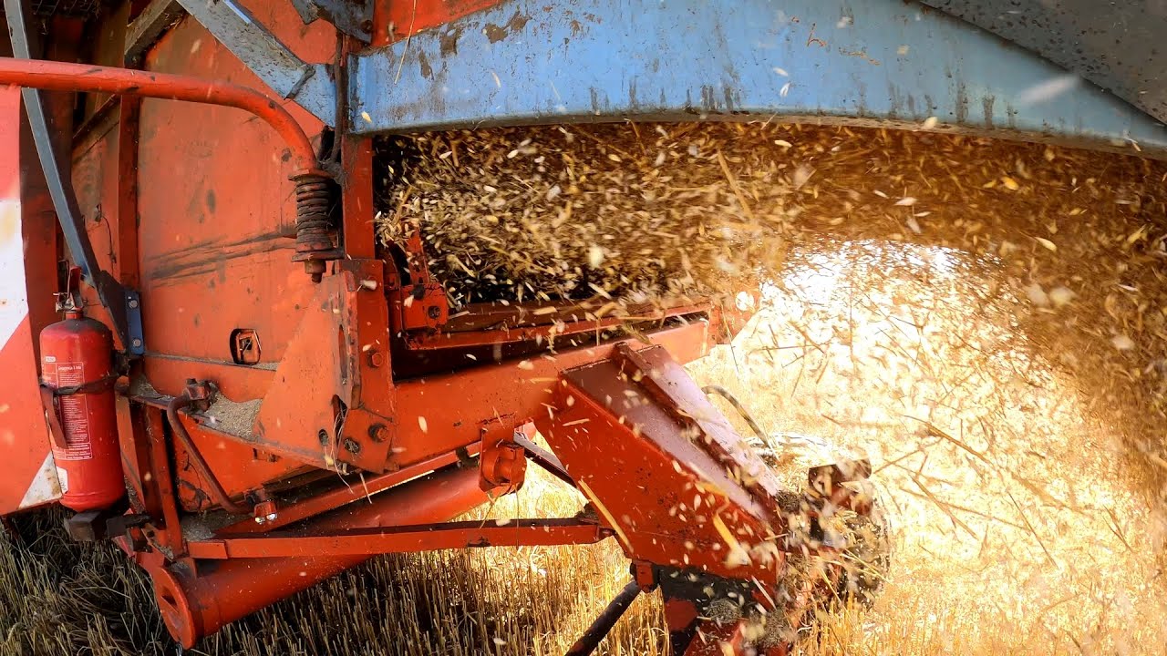 Żniwa - Pszenica Ozima / Bizon Super Z056 / Dźwięk Silnika