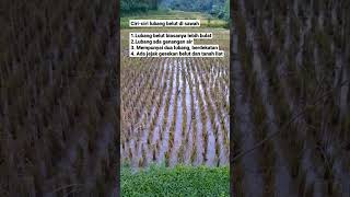 Ciri-Ciri Lubang Belut Di Sawah