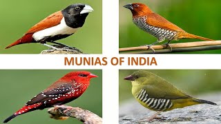 Munias of India 🇮🇳 | Birds | Indian Birds