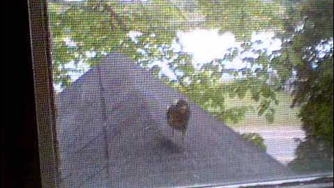 Baby Robin Attacks Window.
