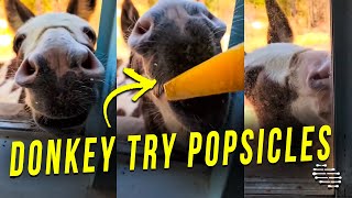 Donkey Open the Window on Its Own to Try Its First Popsicle