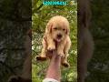 golden retriver puppies for sale | golden retriver puppy sale kerala | home delivery available