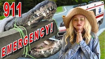 911 Emergency!  We had to act fast to save this Alligator’s Life!