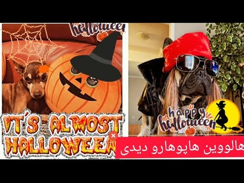 The Hottest Halloween Costumes of 2021👀داغ ترین#لباس های#هالووین حتی برای #سگ ها#partymix music 4k