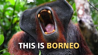 This is Borneo