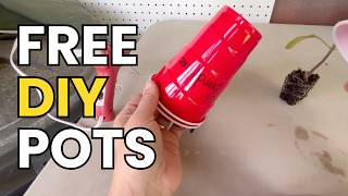 Cheap Solo Cup Planting Hack – Free Pots for Tomatoes & Seedlings