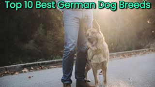 Top 10 Best German Dog Breeds | These Are Top 10 Best German Dog Breeds. by Dogs Junction 115 views 8 months ago 4 minutes, 8 seconds