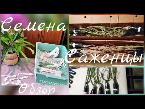 Питомник Гарден Вуд Интернет Магазин