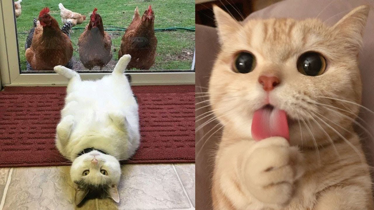 Cute and funny cats compilation videos - YouTube