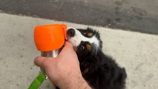 Travel water bottle for your puppy on long walks