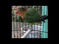 Sekali Pancing Saja Balibu Jitu Memancing Lovebird Fighter Ngetik Dan Ngekek Panjang Mp3 - Mp4 Download