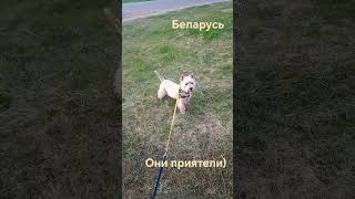 🤫🏡🐕🐈 Песикот.Беларуская деревня. из непридуманного. #котики #кот#браславские#