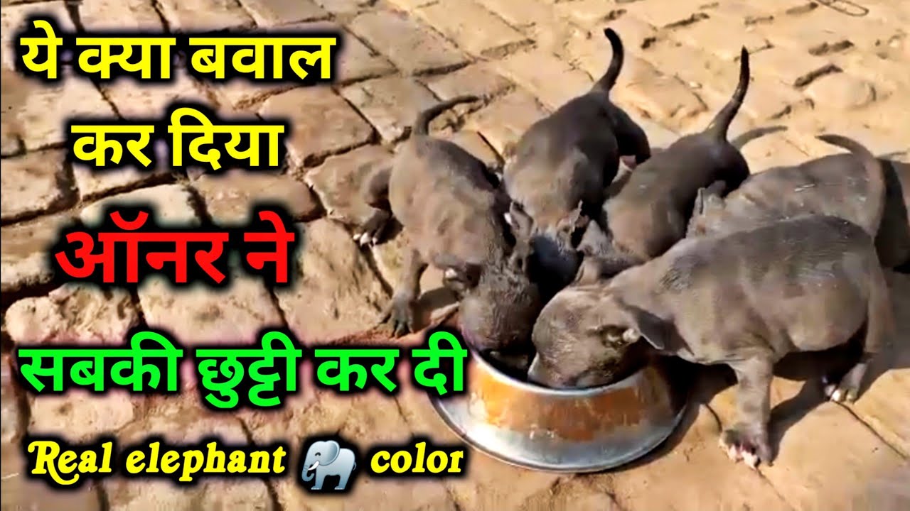 OMG ये क्या प्राइस दे दिया ऑनर ने Real Elephant color American