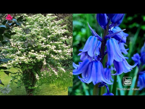 วีดีโอ: พืชไม้ดอกสีน้ำเงินและสีน้ำเงิน (27 ภาพ): 