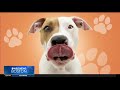 3 dogs from Massachusetts shelter looking for new homes for St. Patrick's Day