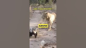 Did You Know: Honey Badgers Are Practically Fearless?