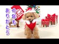 クリスマスプレゼントに大興奮のトイプードルがかわいい♪【トイプードルのコロン】