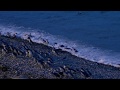 The oamaru blue penguin colony  waitaki new zealand