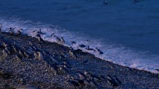 The Oamaru Blue Penguin Colony - Waitaki, New Zealand