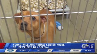 Young=Williams Animal Center holding St. 'Pet'rick's Day adoption event