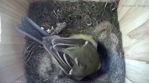 Nesting Great Tits | Green Feathers Bird Box Camera