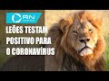 Leões testam positivo para o coronavírus em zoológico