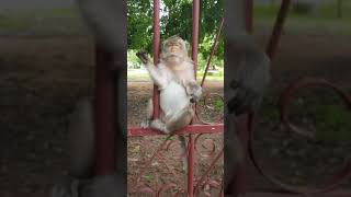 so big monkey
