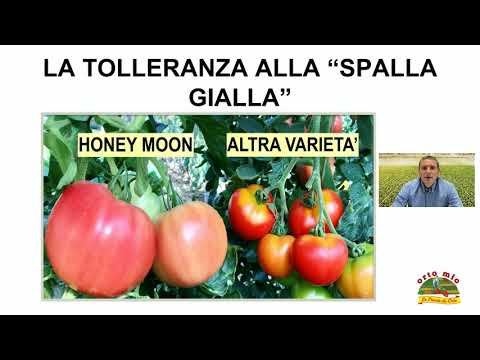 Video: La Varietà Di Pomodoro Perfetta: Come Trovarla? Varietà Determinanti E Indeterminate. Sapore Di Frutta, Resa. Foto