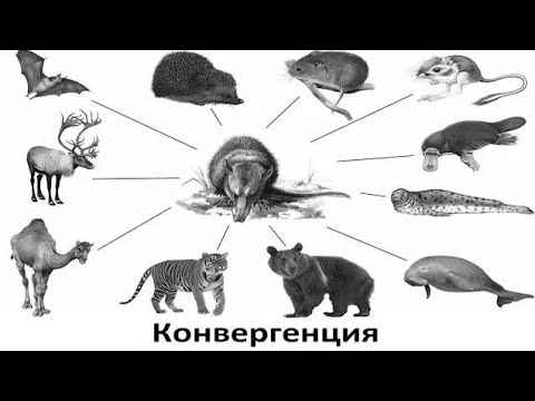 Конвергенция