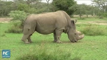Tê giác trắng đực cuối cùng trên thế giới chết ở Kenya