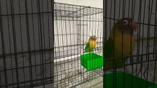 Download Lagu lovebird  🐦🕊️ #shorts MP3