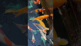 ЦВЕТНЫЕ КАРПЫ КОИ ПРЕКРАСНАЯ РЫБА ДЛЯ ПРУДА И БОЛЬШОГО АКВАРИУМА / KOI FISH TANK