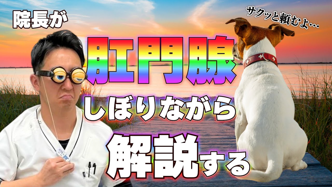 獣医師監修 肛門腺しぼりのテクニック 初心者向け徹底図解 たかつきユア動物病院 高槻市栄町 犬 猫専門 ワクチン 健康診断も対応