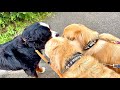 急激に元気がなくなった老犬バーニーズを散歩に連れてきたら