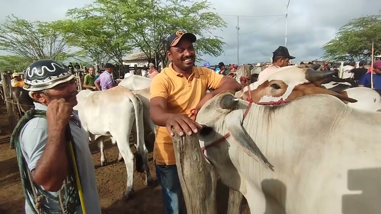 Feira de gado de Tabira-PE (04/03/26)