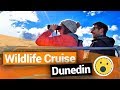 🌊 Monarch Wildlife Cruise in Dunedin  –  New Zealand&#39;s Biggest Gap Year – New Zealand Guide