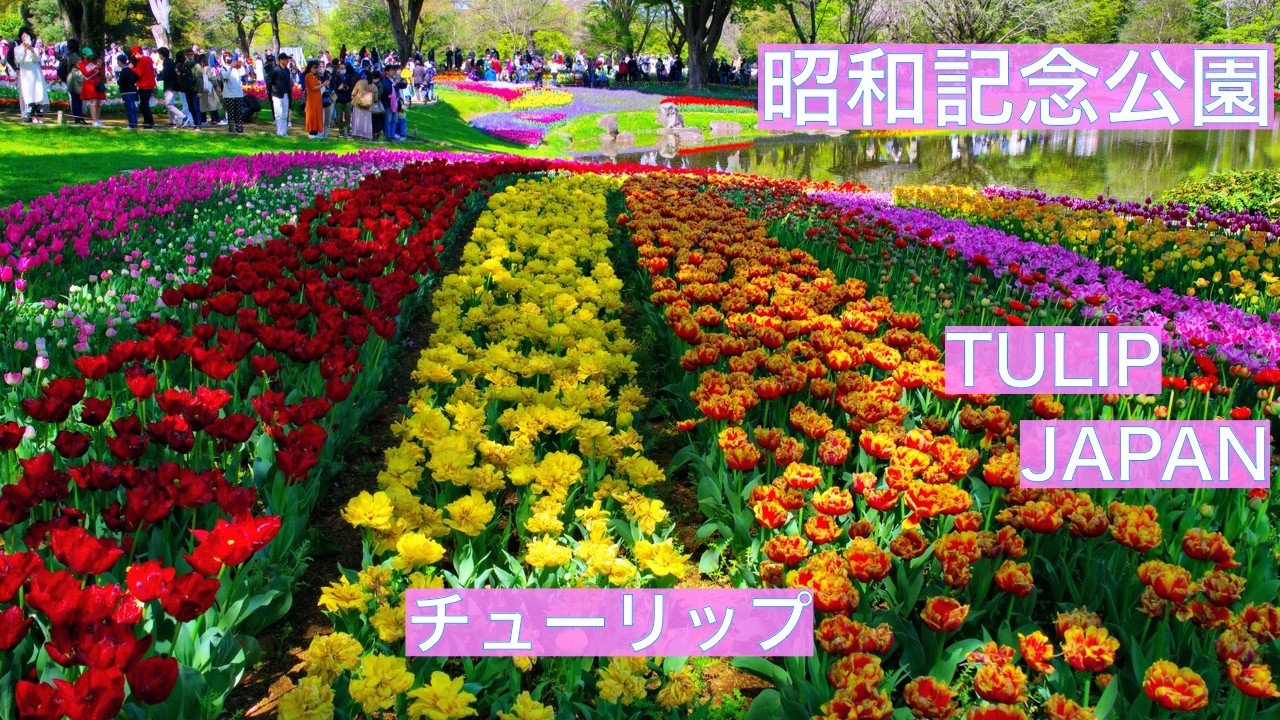 昭和記念公園：チューリップ】 満開！ 見頃！ 東京近郊で楽しむ